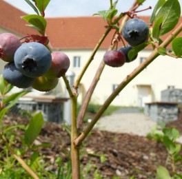 Beeren