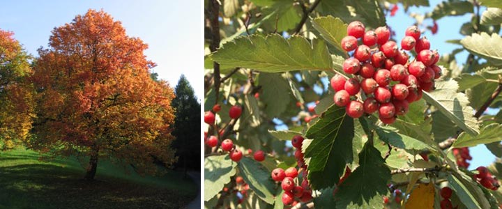 Baum Elsbeere